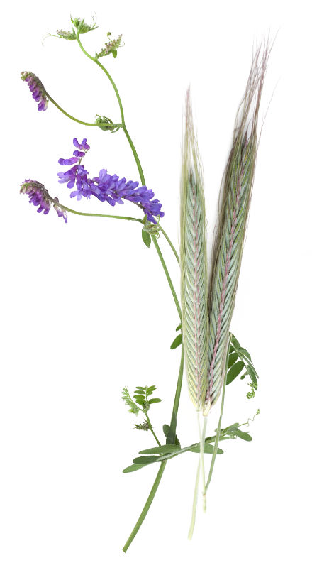 Visuel variété SILVESCIA