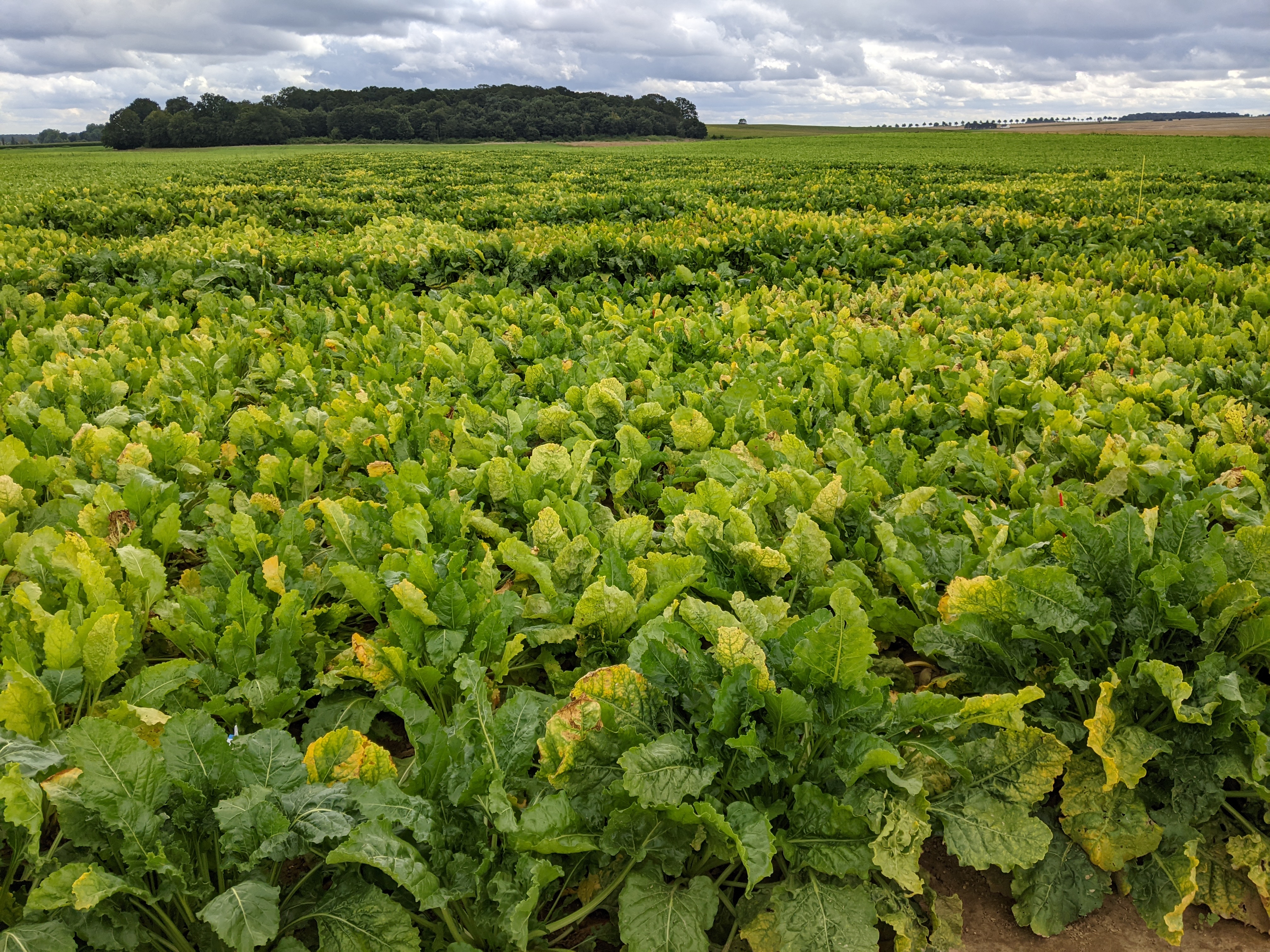 JAUNISSE : DELEPLANQUE OPTIMISTE SUR LES SOLUTIONS GENETIQUES